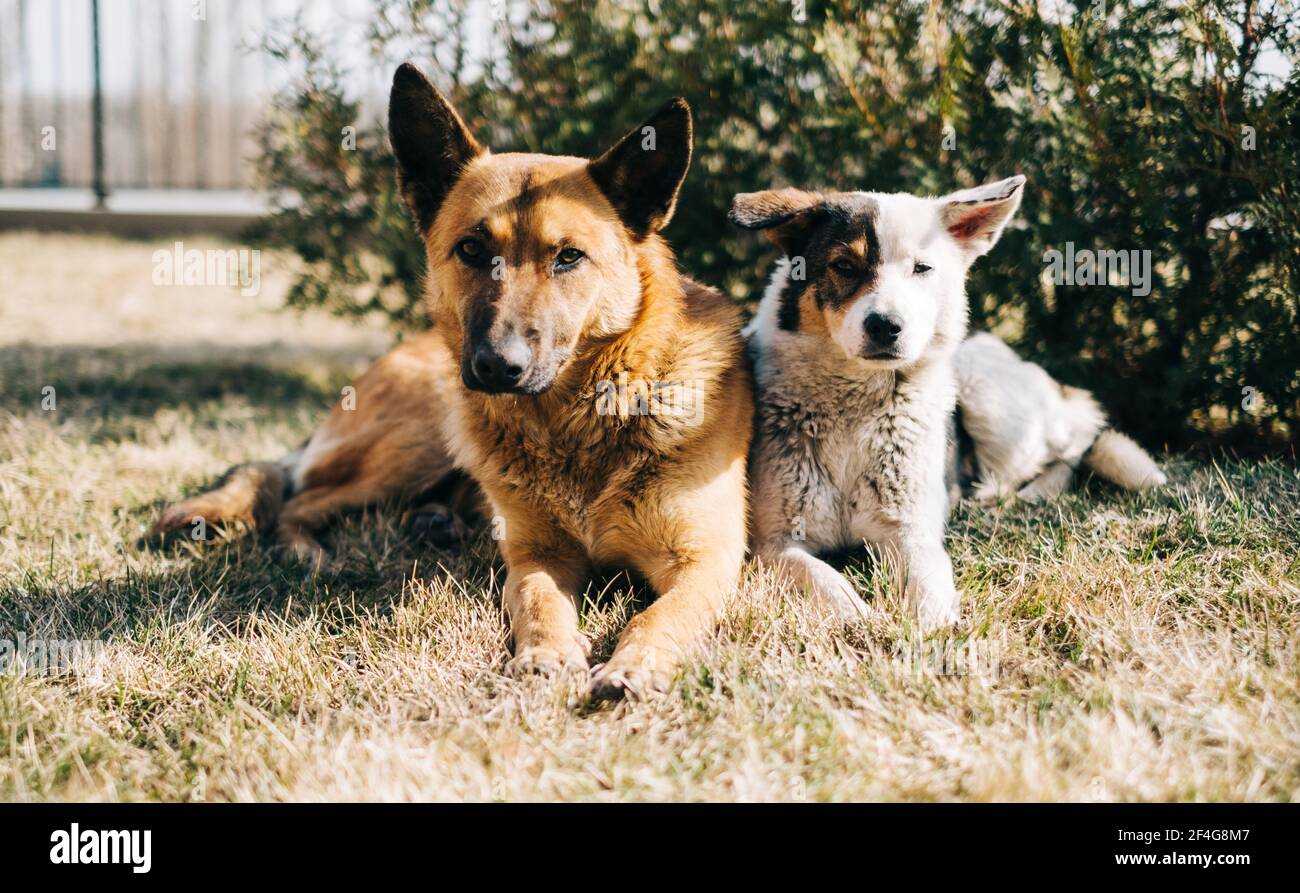Portrait of two street dogs sitting side by side on the grass outdoor. Stock Photo