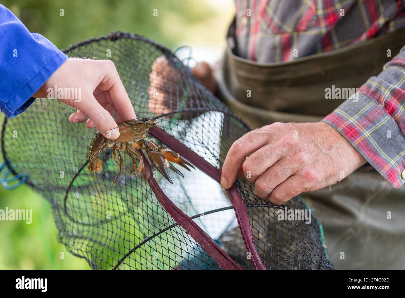 American signal crayfish in crayfishing trap net Stock Photo
