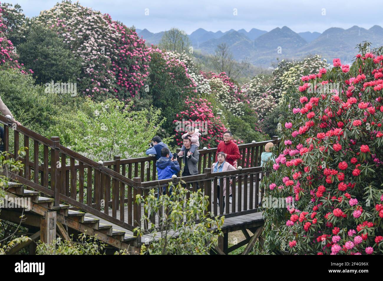 Bijie, China's Guizhou Province. 21st Mar, 2021. Tourists view azalea flowers at Pudi scenic spot in Bijie City, southwest China's Guizhou Province, March 21, 2021. Over 120 square kilometers of azalea flowers here have entered blooming season recently, attracting many people to visit. Credit: Yang Wenbin/Xinhua/Alamy Live News Stock Photo