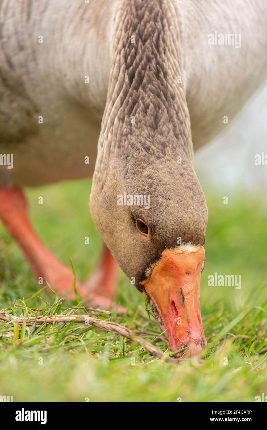 Male goose, also known as a gander, grazing on grass on the bank of the