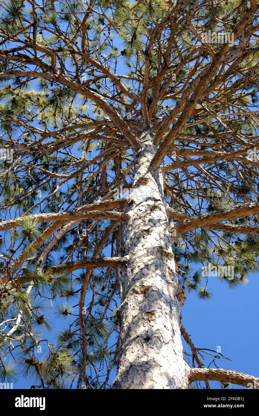 Looking up through the branches of an impressive white pine (Pinus strobus) on a sunny day in Ottawa, Ontario, Canada. Stock Photo