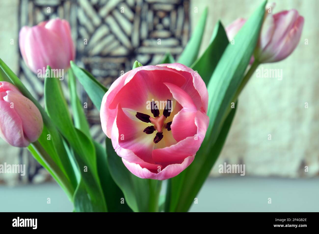 Pink tulips (Tulipa gesneriana) for Mother's Day. On the kitchen table with the tapa cloth behind. Stock Photo