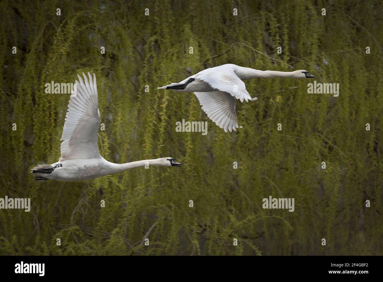 two young mute swans fying past over pond Stock Photo