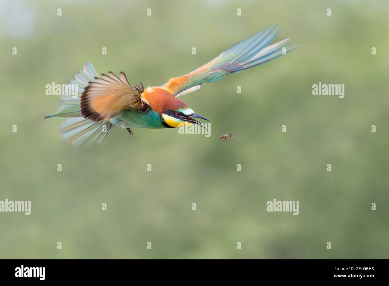 Awesome portrait of European bee eater at hunt (Merops apiaster) Stock Photo