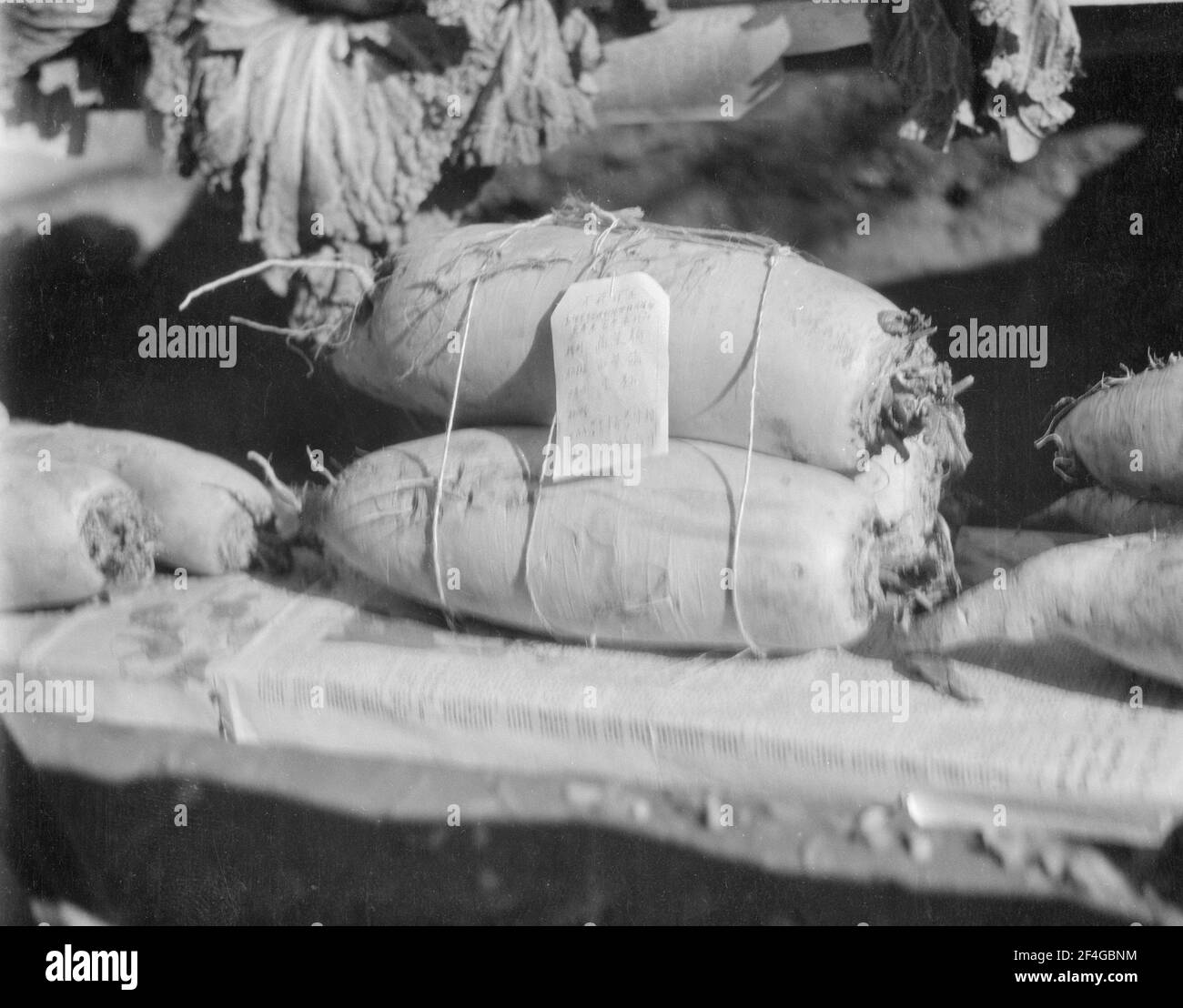 Model Turnips, China, Ding Xian (China), Dingzhou Shi (China), Hebei Sheng (China), 1931. From the Sidney D. Gamble photographs collection. () Stock Photo