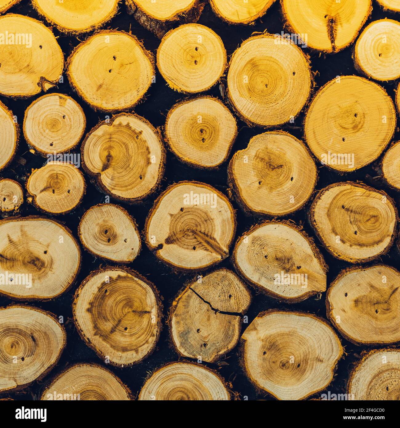 Natural ecological background of cut wooden sawn logs closeup, wood