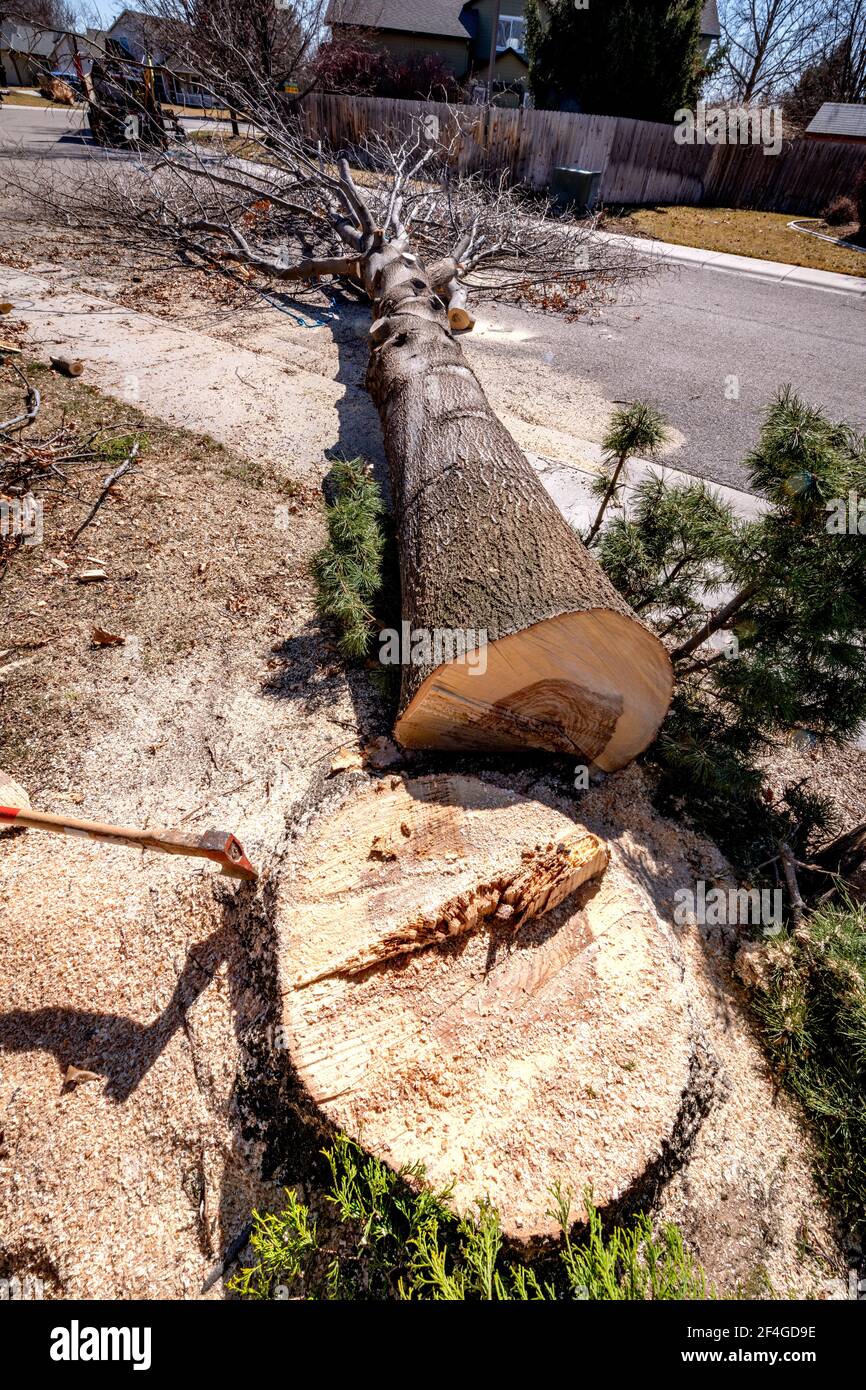 Perfect Tree Fell Tree fell across street hi-res stock photography and images - Alamy