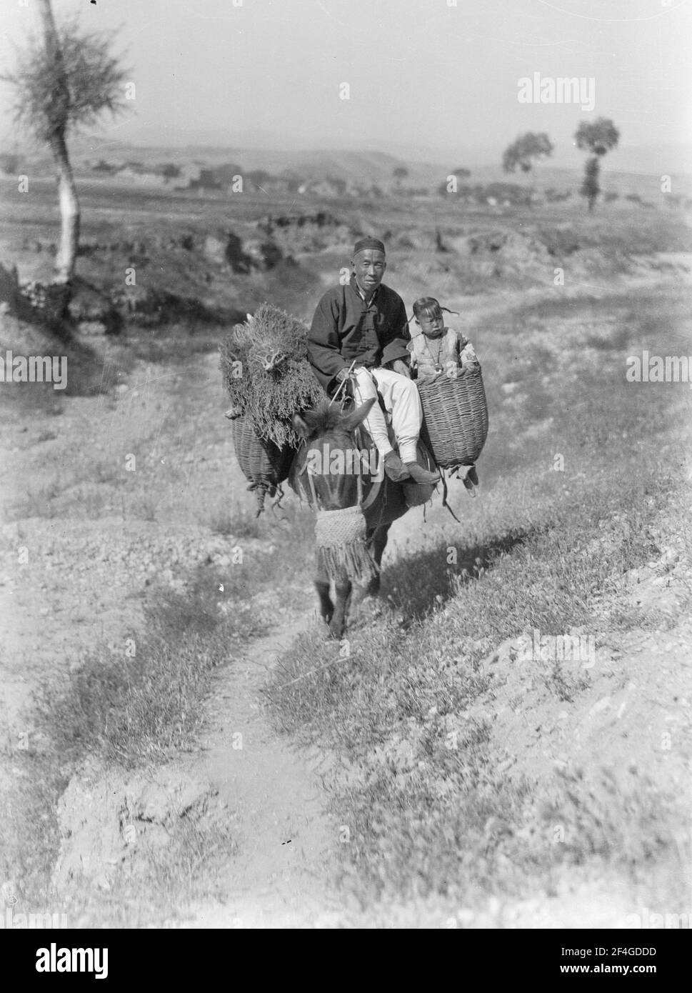 Man, Donkey, Boy, China, Ding Xian (China), Dingzhou Shi (China), Hebei Sheng (China), 1931. From the Sidney D. Gamble photographs collection. () Stock Photo