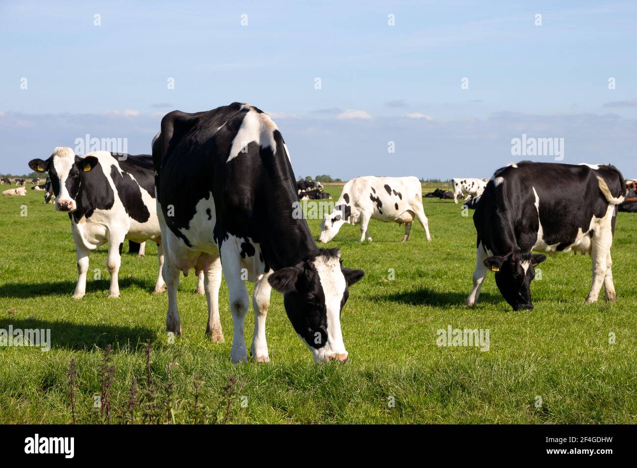 Black and white Holstein Friesian cattle cows grazing on farmland. Stock Photo