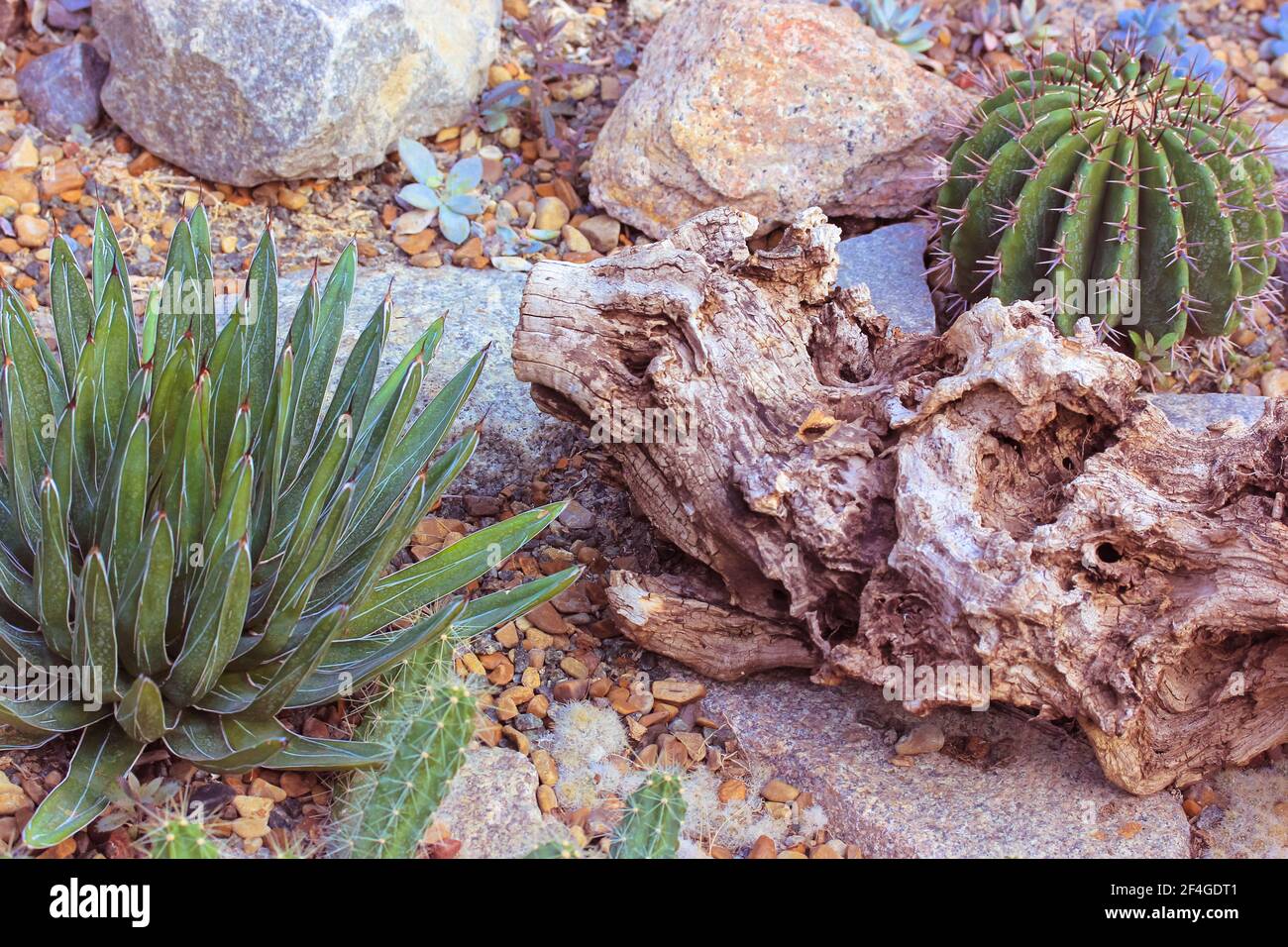 Flowering succulents and cacti in a tropical botanical garden, greenhouse, hothouse. Composition of succulents, cacti, stones and snags, top view, fla Stock Photo