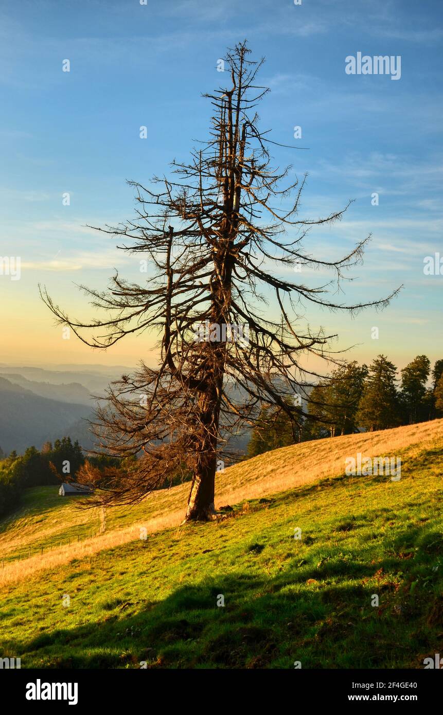 lonely tree stands on an alpine meadow in a beautiful evening mood in the Zurich backcountry, summer time. backcountry Stock Photo