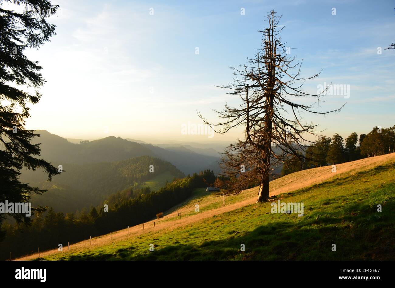 lonely tree stands on an alpine meadow in a beautiful evening mood in the Zurich backcountry, summer time. backcountry Stock Photo