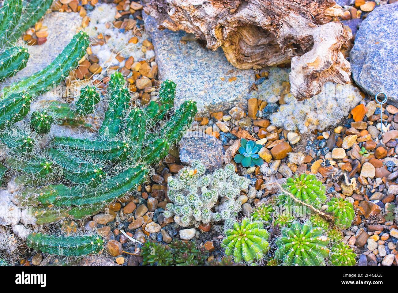 Flowering succulents and cacti in a tropical botanical garden, greenhouse, hothouse. Composition of succulents, cacti, stones and snags, top view, fla Stock Photo