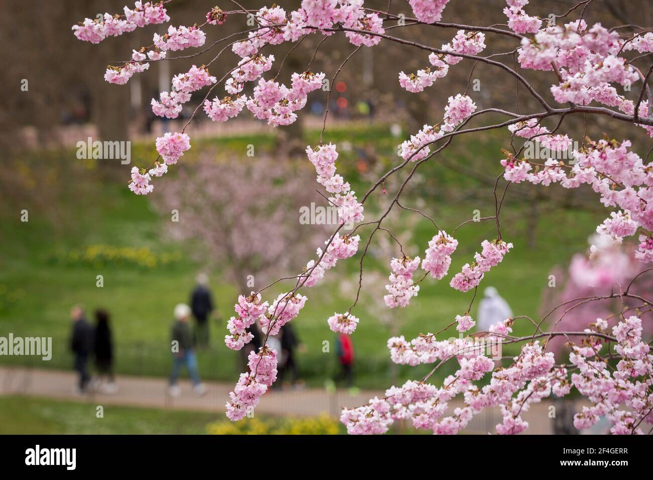 London, UK.  21 March 2021. UK Weather – People admire the blossom flowering in St James’s Park on the first weekend of Spring following the vernal equinox. From now on, the northern hemisphere will experience longer days and warmer temperatures.  Credit: Stephen Chung / Alamy Live News Stock Photo