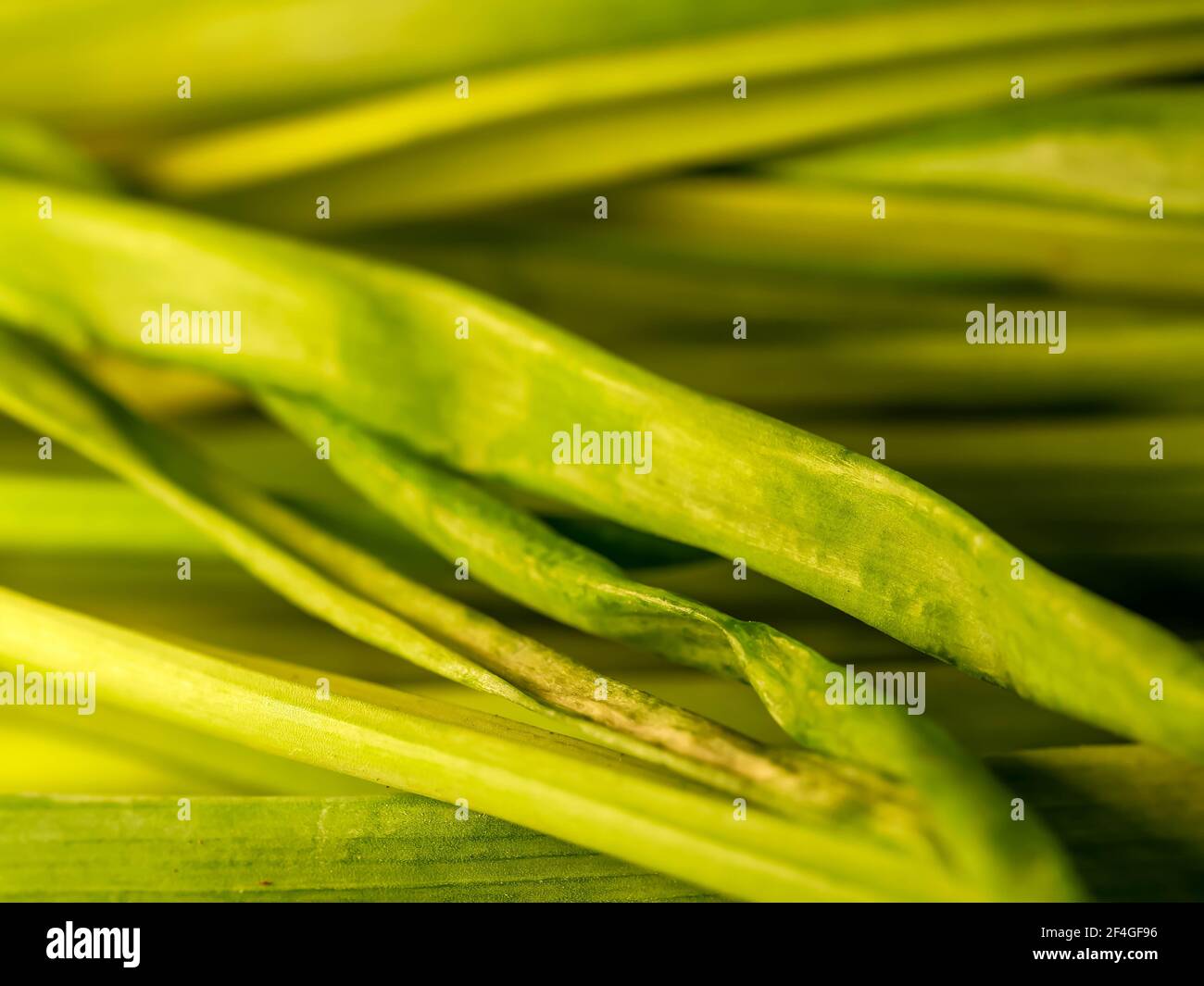 green onion with chives on display Stock Photo Alamy