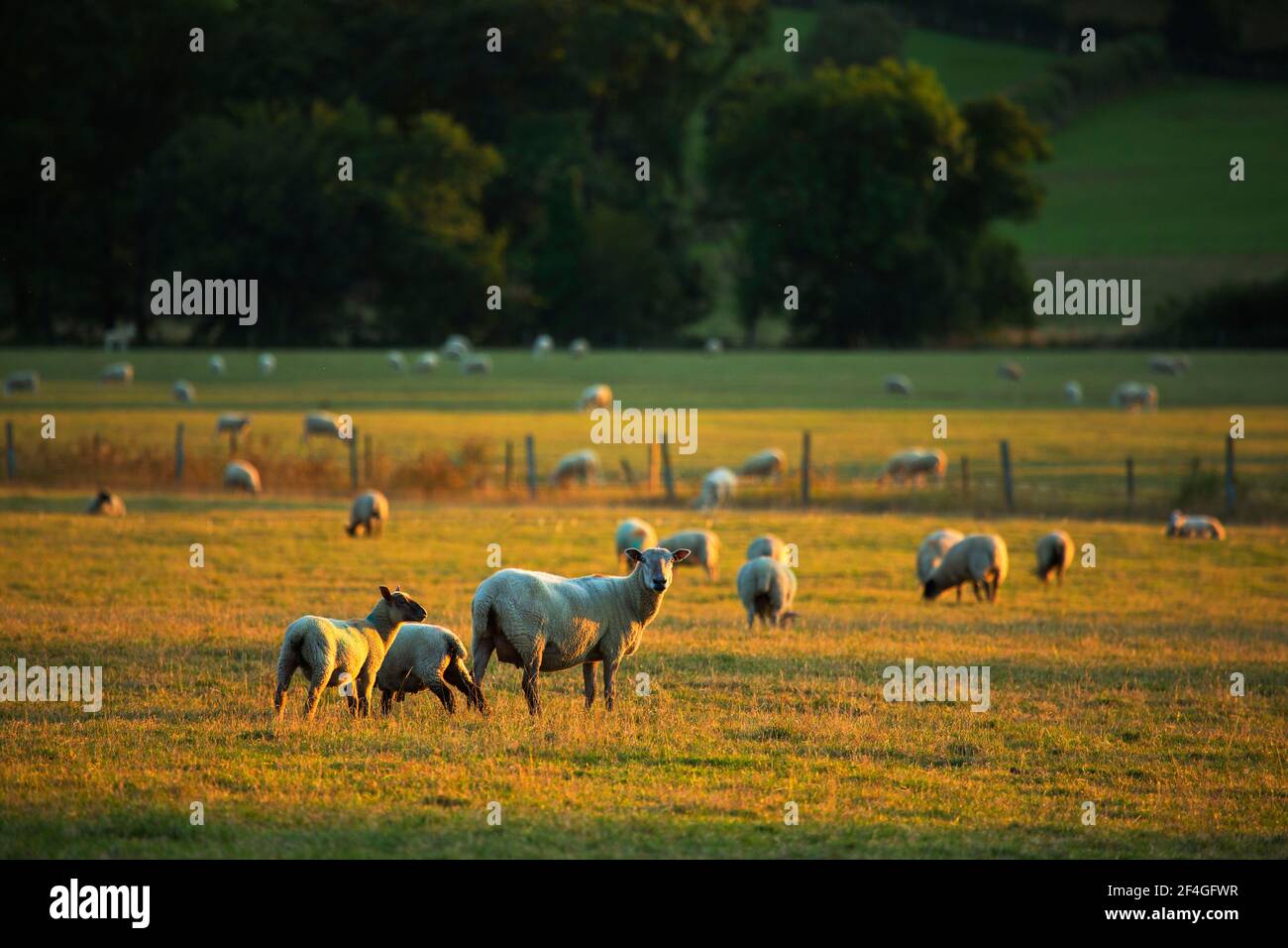 Sheep grazing fields in the Tamar valley on the Devon/Cornwall border Stock Photo