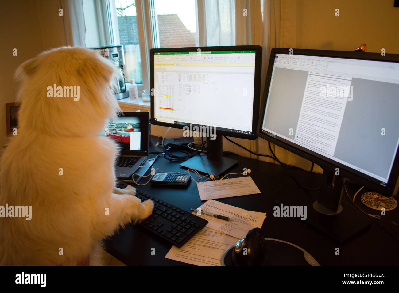 Dog working on a computer - Work From Home Conecpt Funny Stock Photo