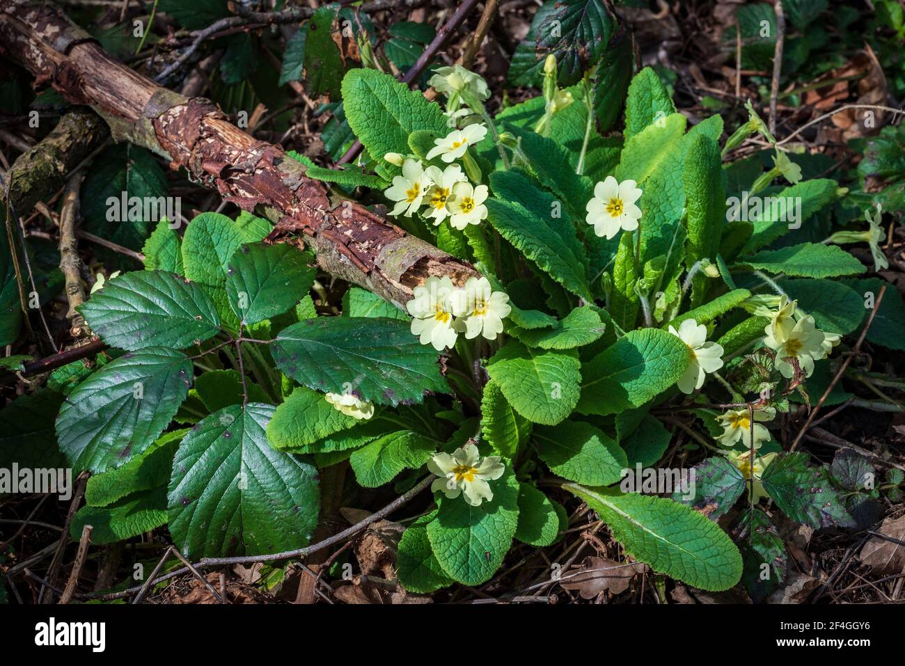 Primrose flowers on a woodland floor. Stock Photo