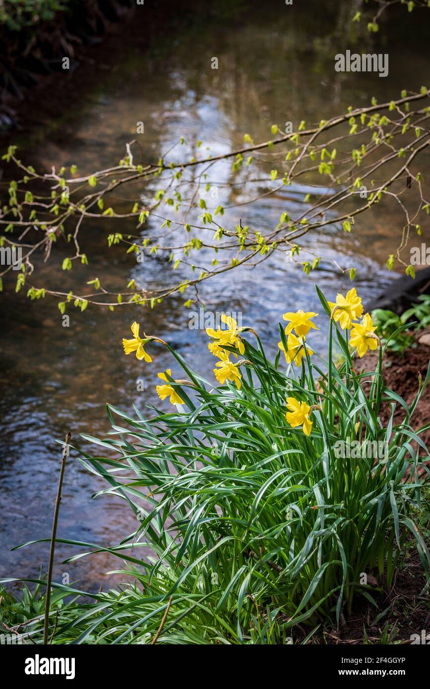 Daffodils by a stream in springtime. Stock Photo