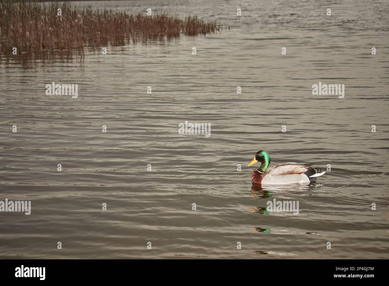 Duck swimming over the still dark waters of a European lake Stock Photo