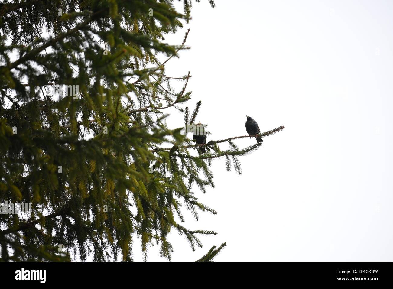 Two starlings sitting on a branch of a conifer tree Stock Photo