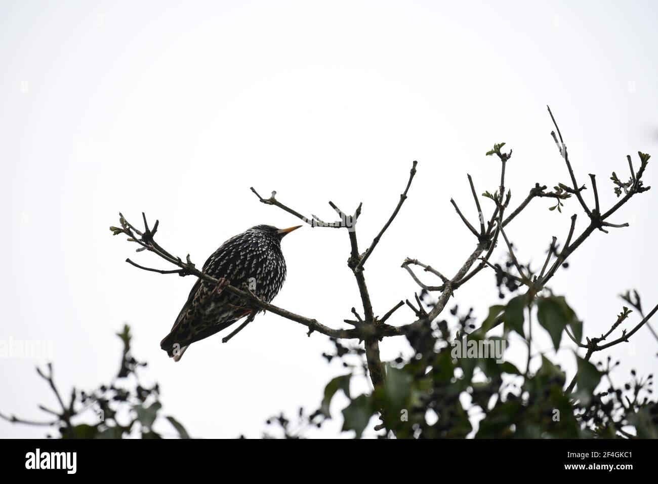 Starling(male) sitting on a top branch of the tree Stock Photo