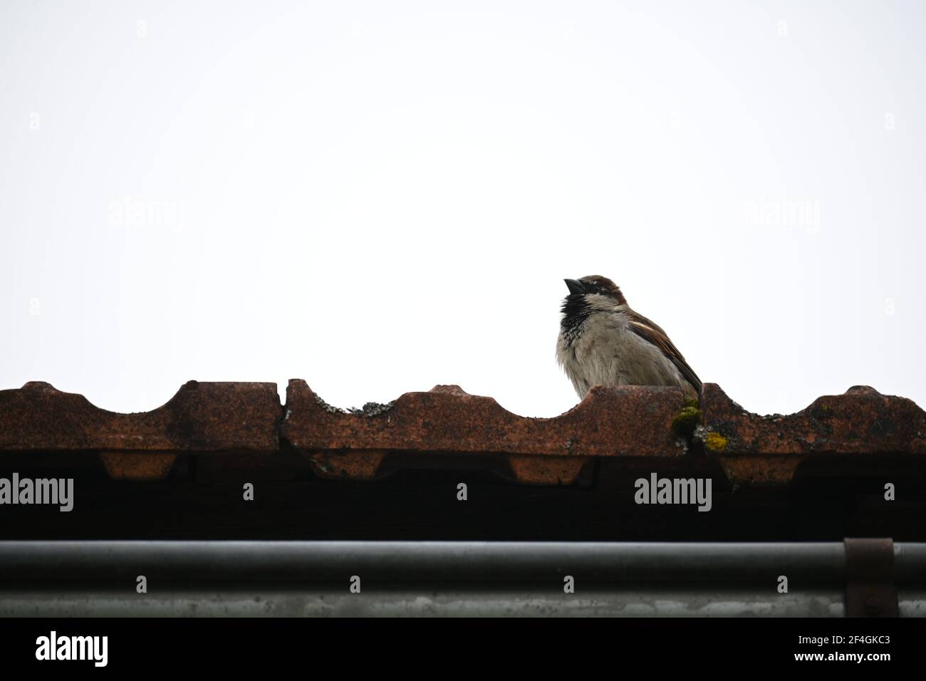 Tree sparrow singing on a roof Stock Photo