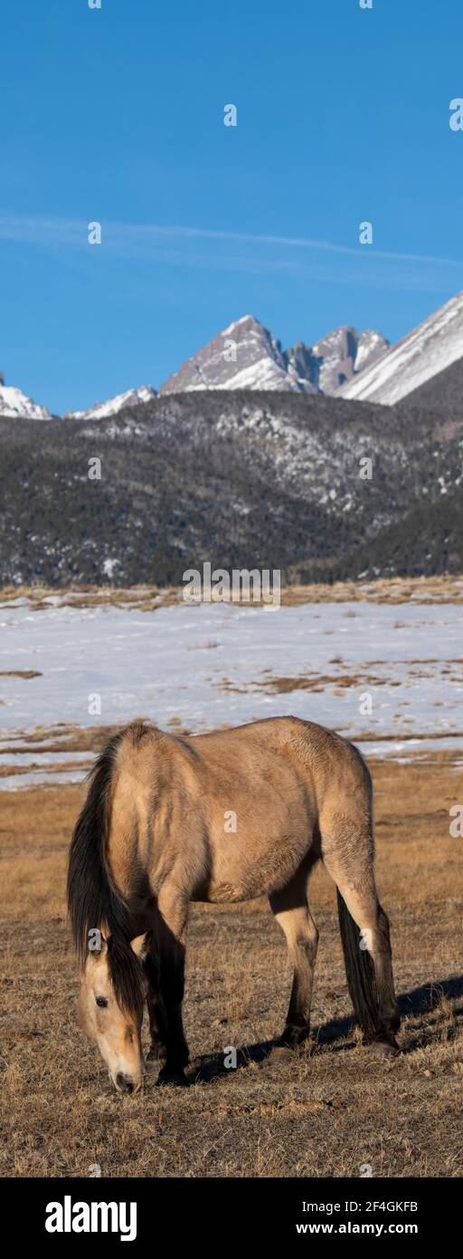 USA, Colorado, Westcliffe, Music Meadows Ranch. Buckskin horse with