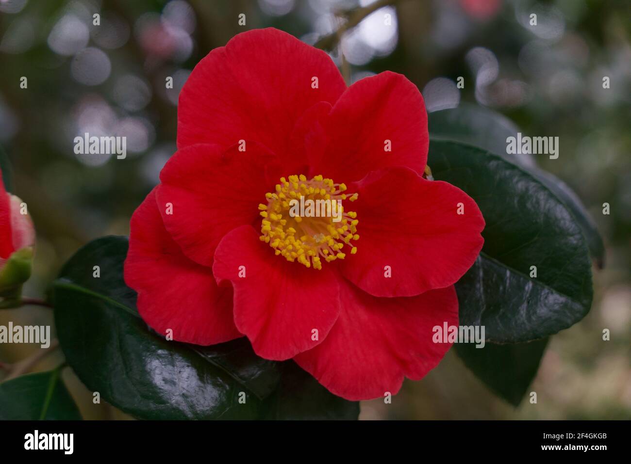 Beautiful full frame image of red camellia with yellow stamens Stock Photo