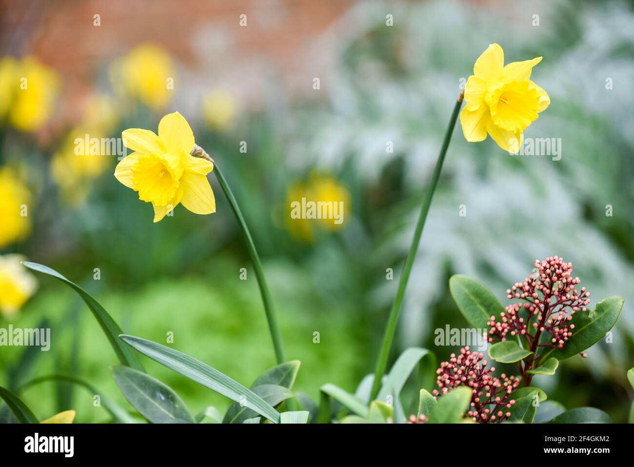 Yellow daffodil growing in a garden are often a sign of springtime and