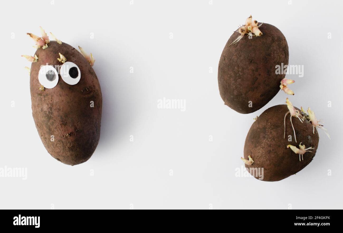Three funny potatoes with eyes on a white background Stock Photo Alamy