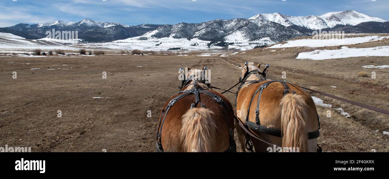 USA, Colorado, Westcliffe, Music Meadows Ranch. Team of Halflinger draft horses, Moe and Joe. Property Released. Stock Photo