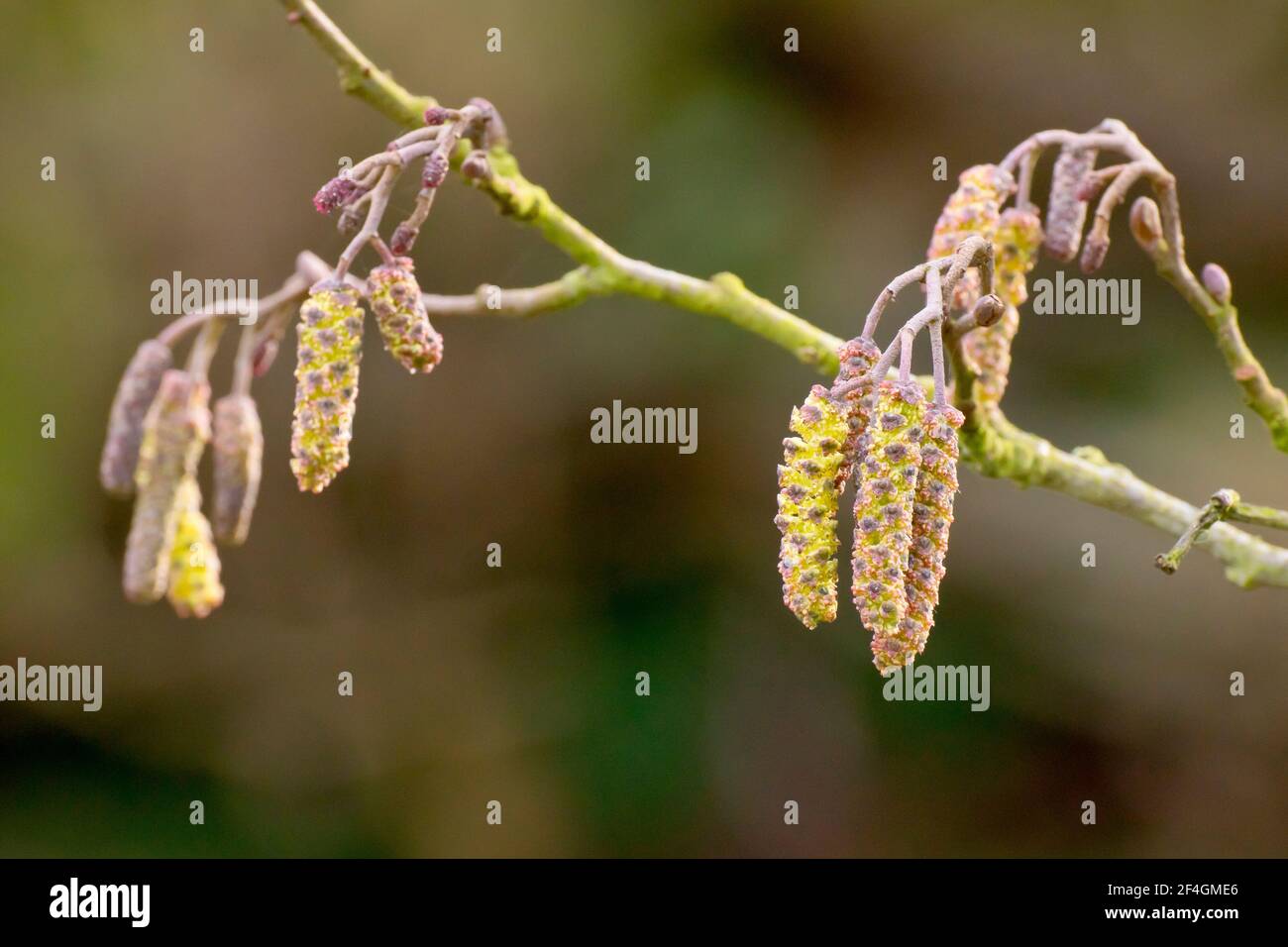 Alder catkins (alnus glutinosa), close up showing several of the large male catkins in flower hanging from a branch of the tree. Stock Photo
