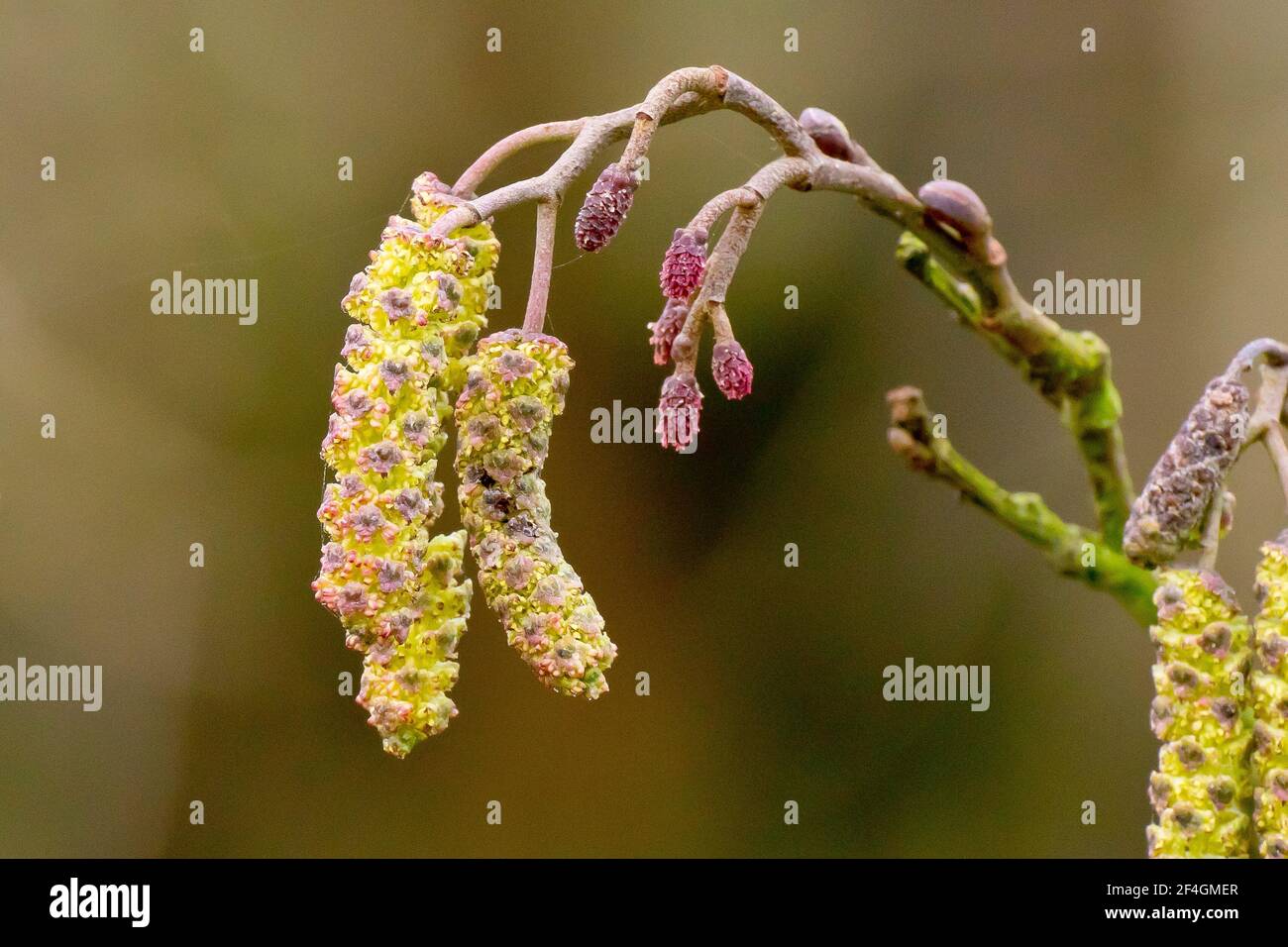 Alder (alnus glutinosa), close up showing the large male catkins in flower and the smaller pinkish female flowers which produce the trees seed cones. Stock Photo