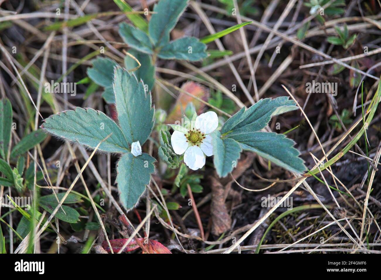 Wild strawberry plant flowers blooming in spring Stock Photo - Alamy
