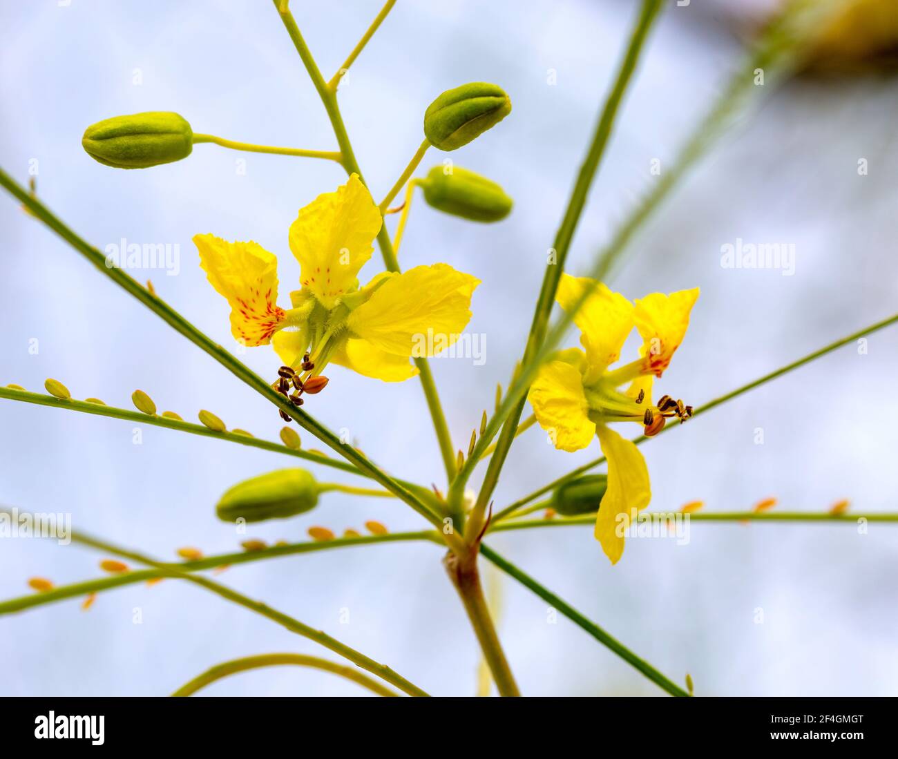 Yellow flowers of a Jerusalem thorn tree or Palo Verde (Parkinsonia aculeata) in a park in Granada Stock Photo