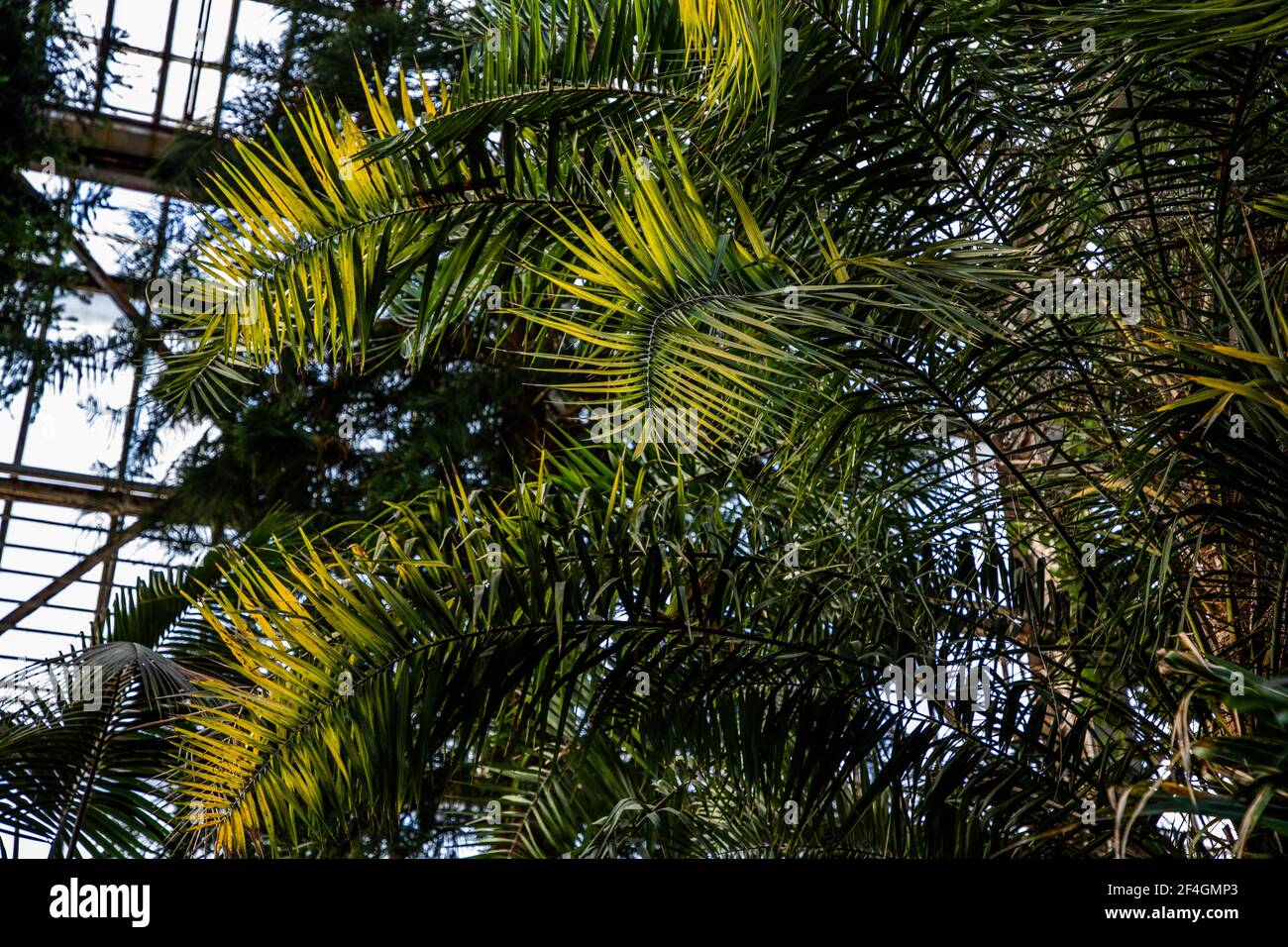 Botanic Gardens. Natural green tropical leaves, flowers, abstract green ...