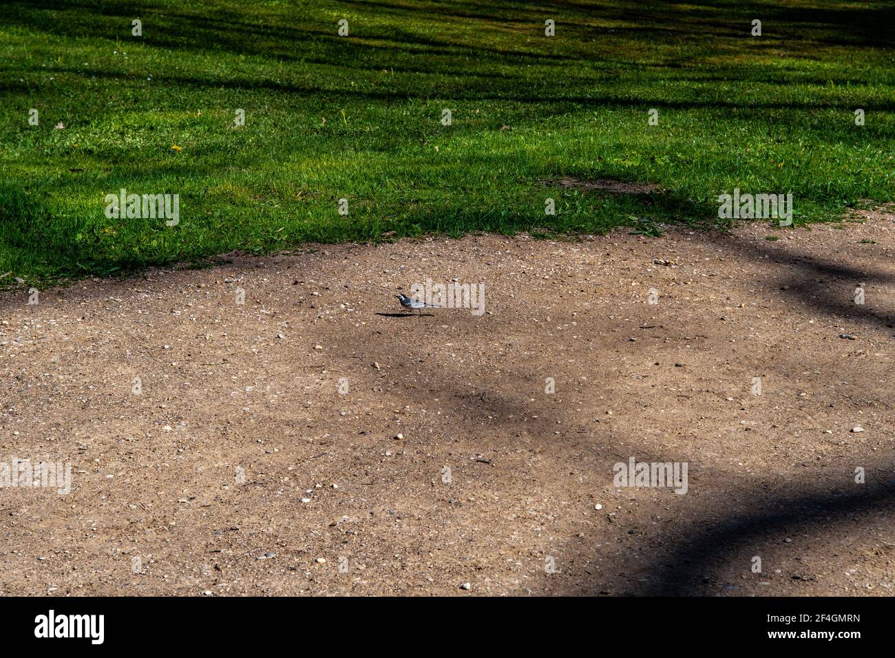 Botanic Gardens. Natural green tropical leaves, flowers, abstract green ...