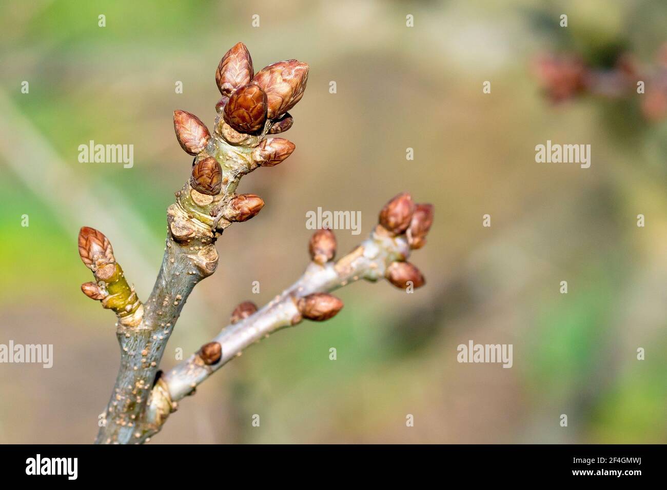 English Oak leaf buds (quercus robur), also known as Pedunculate Oak, close up showing a cluster of buds at the end of a branch. Stock Photo