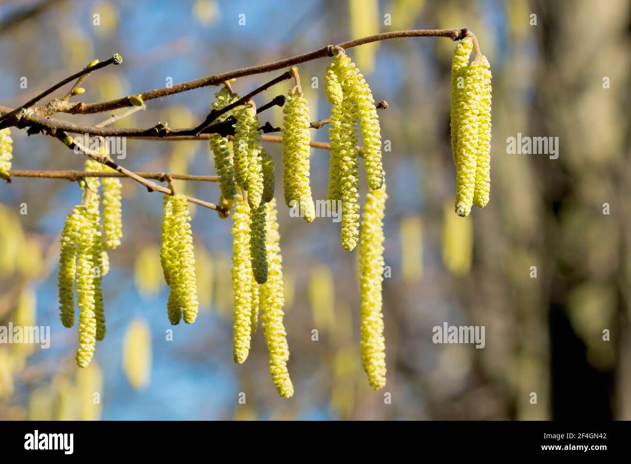 Hazel catkins (corylus avellana), also known as Cob Nut, close up showing several catkins hanging from a branch in spring sunshine. Stock Photo