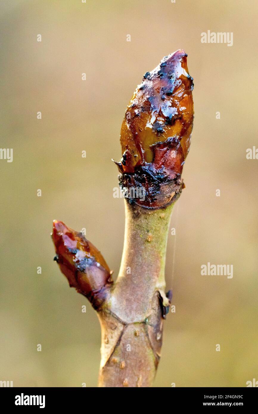 Horse Chestnut leaf bud (aesculus hippocastanum), also known as Conker