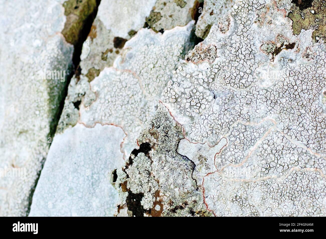 Close up of a white lichen, most likely lecanora rupicola, encrusting the upper levels of masonry of an old stone wall. Stock Photo