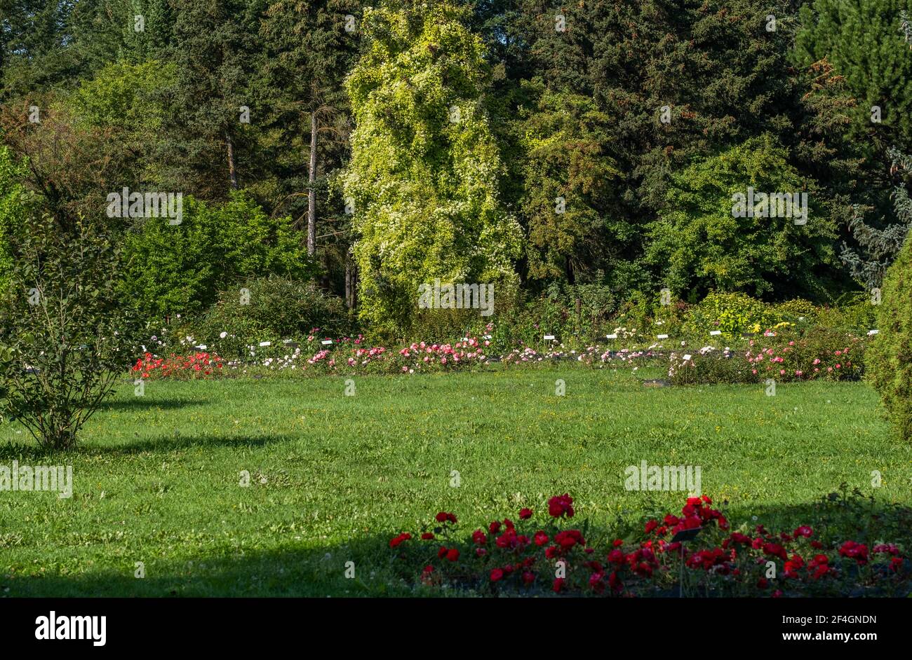 Botanic Gardens. Natural green tropical leaves, flowers, abstract green ...