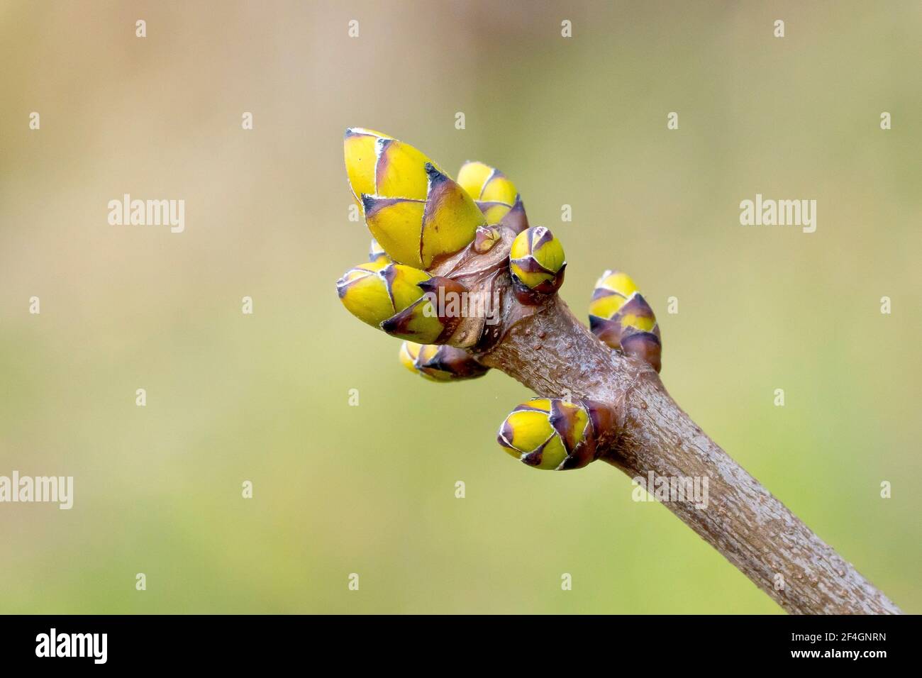 Sycamore leaf buds (acer pseudoplatanus), close up showing a cluster of buds at the end of a branch. Stock Photo