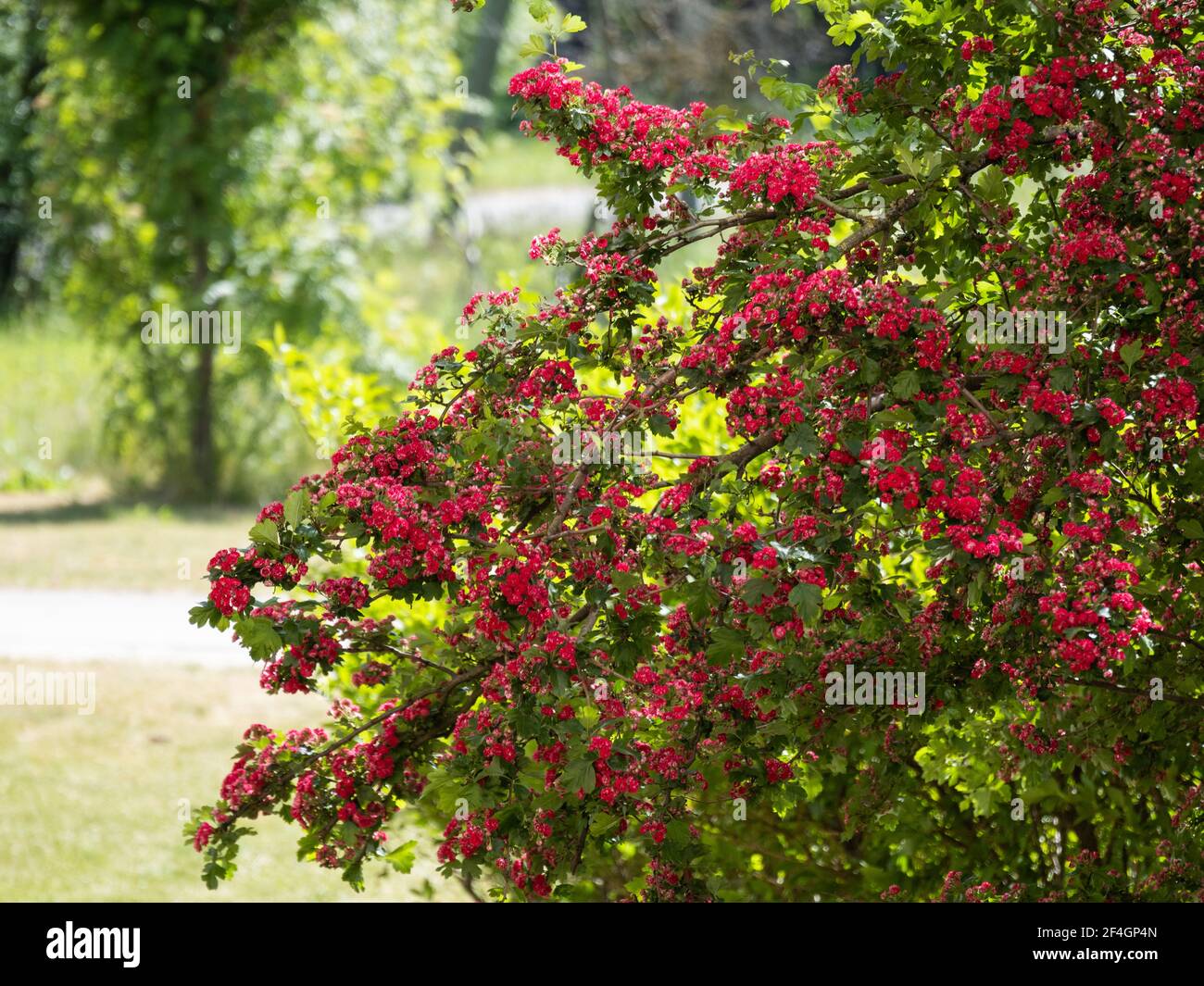 Botanic Gardens. Natural green tropical leaves, flowers, abstract green ...