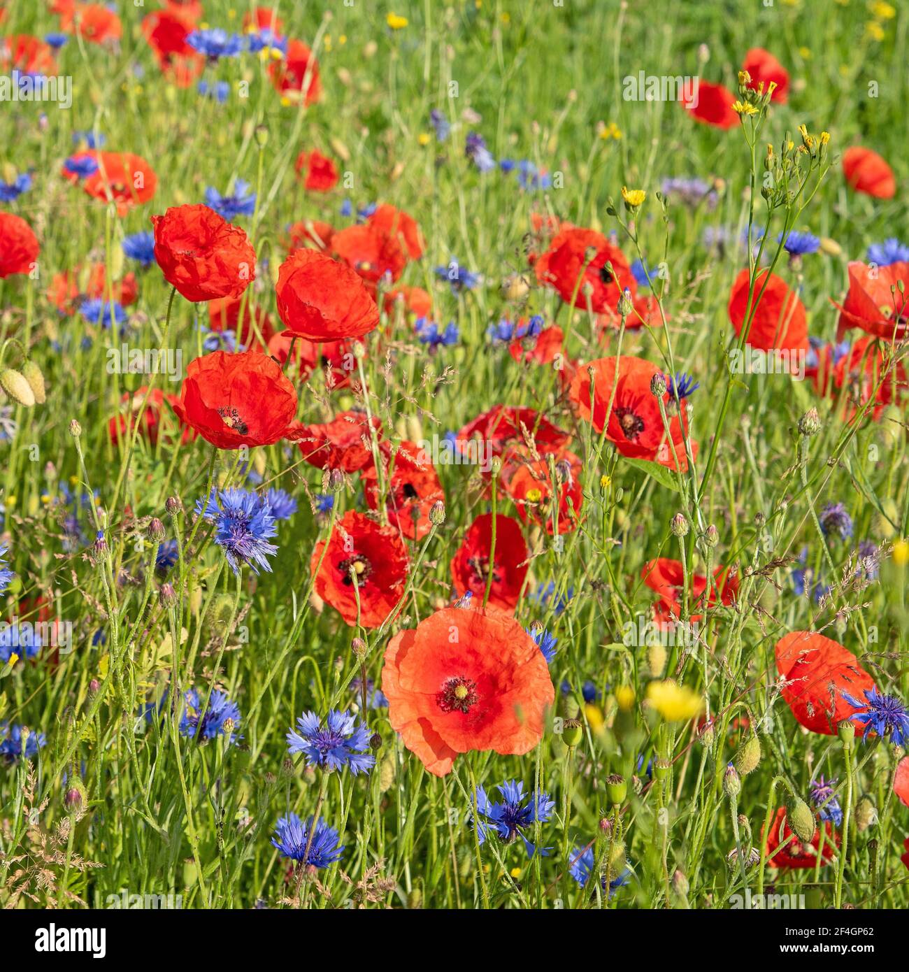 Wildflowers cornflowers in meadow hi-res stock photography and images ...