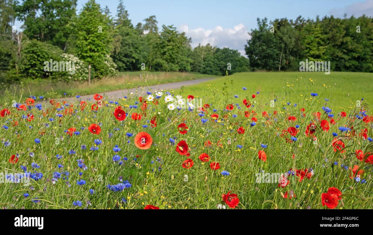 Wildflowers on the edge of the field in summer Stock Photo
