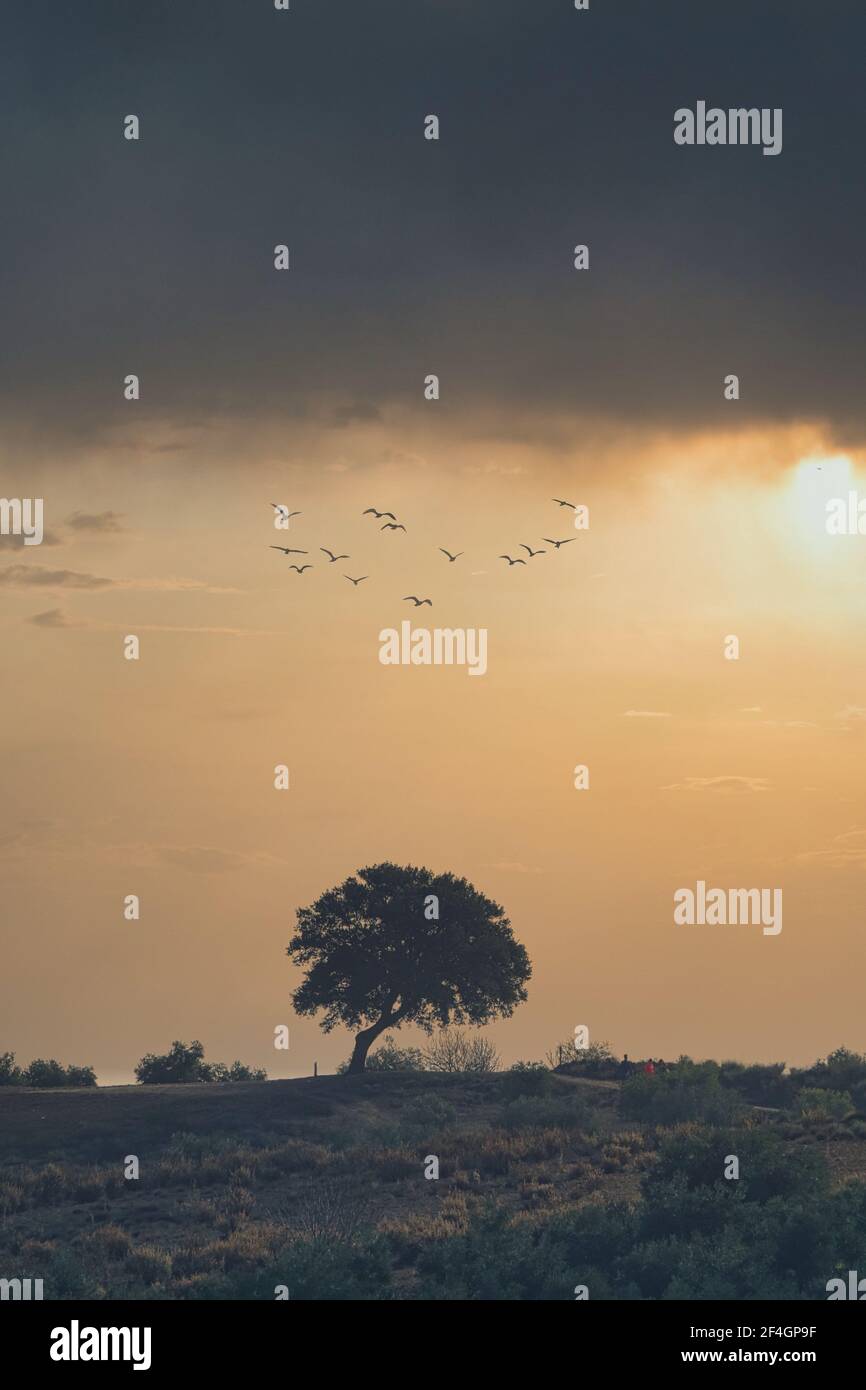 Oak tree sunrise silhouette hi-res stock photography and images - Alamy