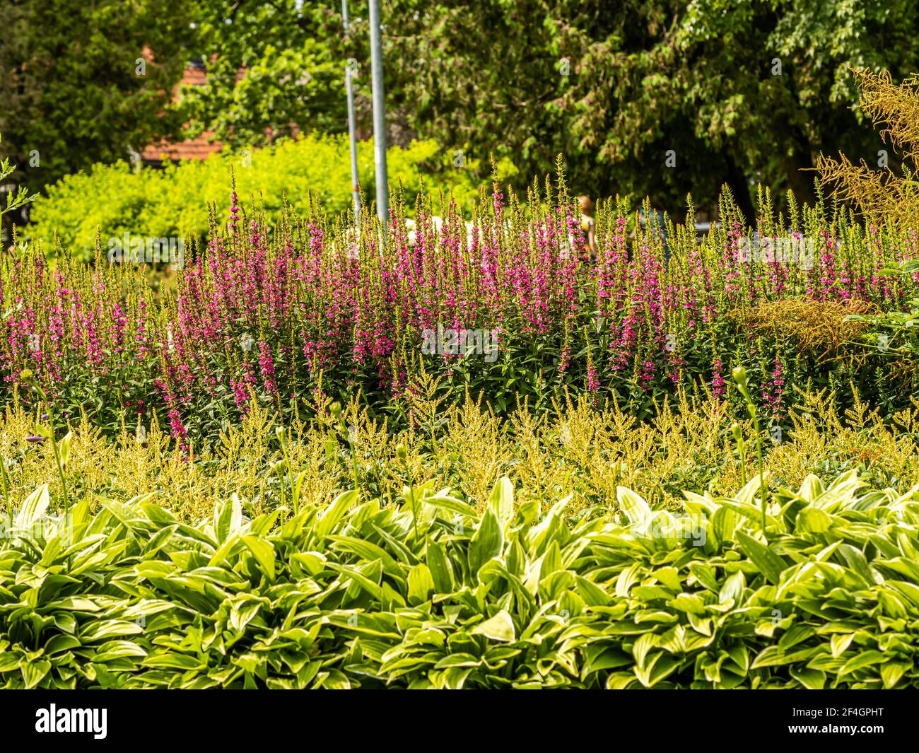 Botanic Gardens. Natural green tropical leaves, flowers, abstract green ...