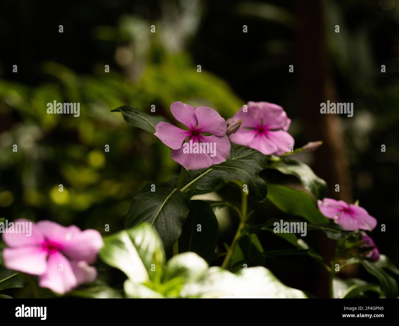 Botanic Gardens. Natural green tropical leaves, flowers, abstract green ...